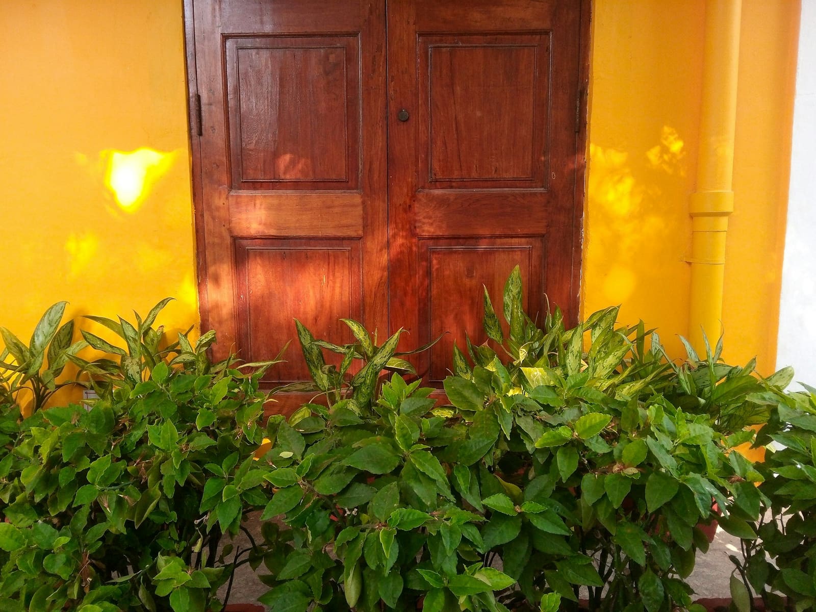 A wooden door beside a yellow wall with plants in front